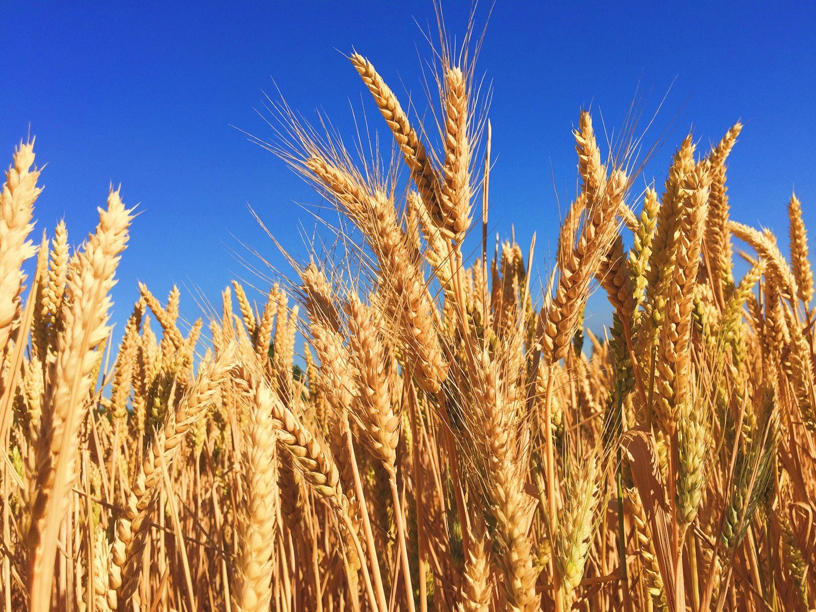 Cultivo de cereal en campo